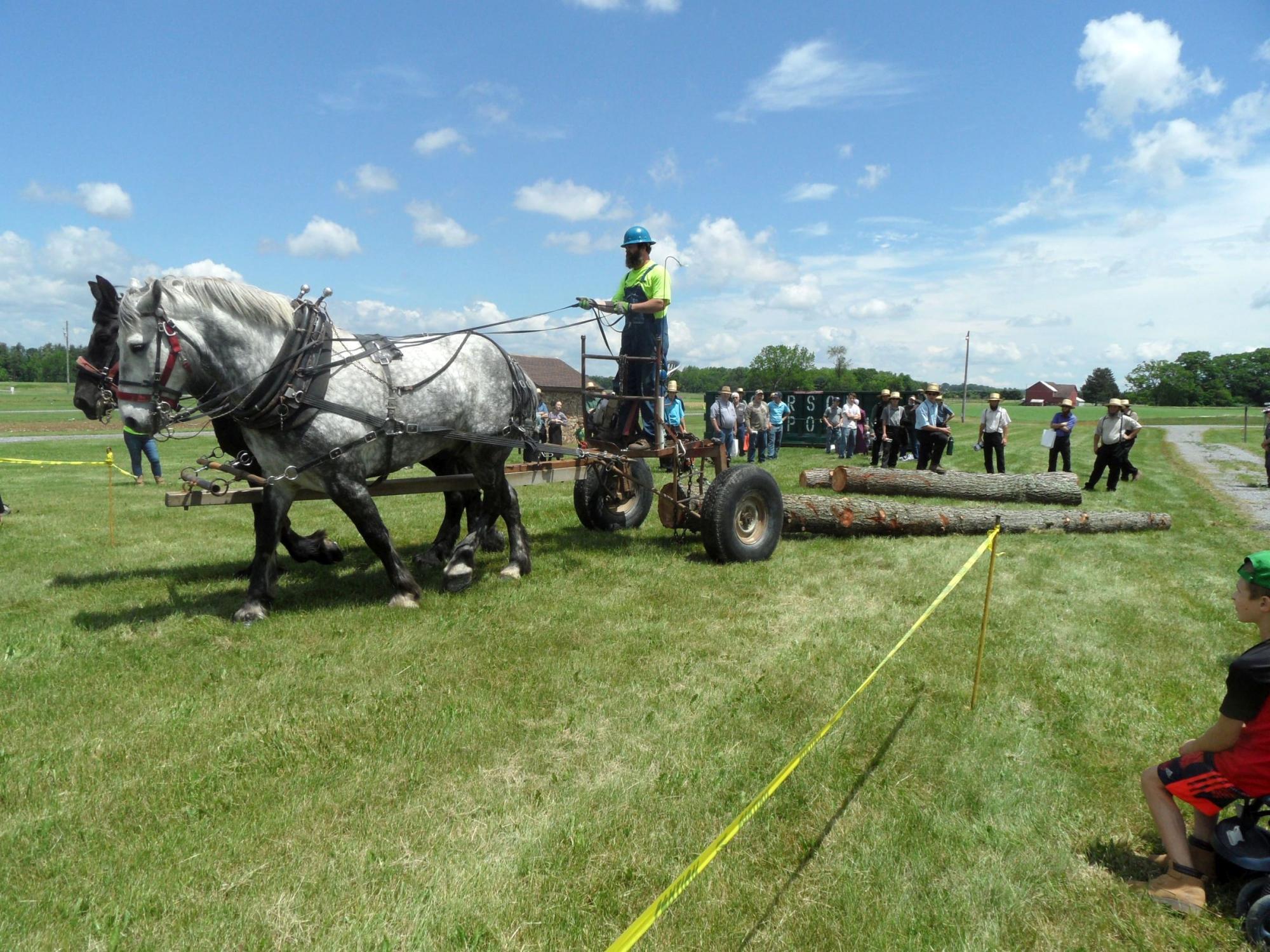 Horse logging demonstration at the 2021 Timber Show