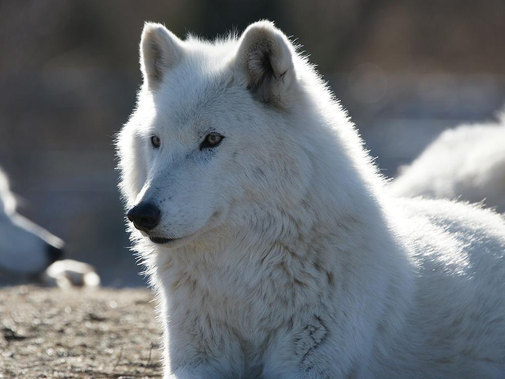 Stock image of a wolf looking at the camera