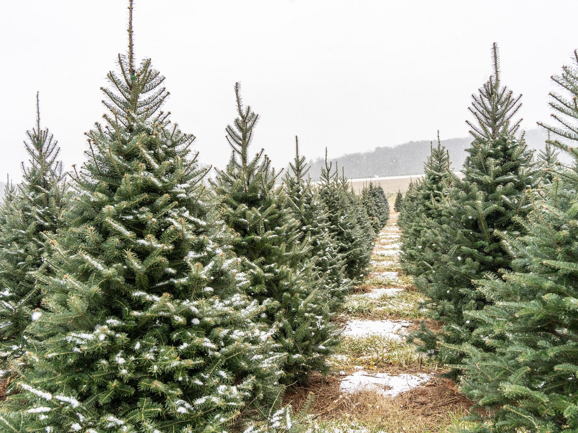 christmas tree farm with snow covered trees