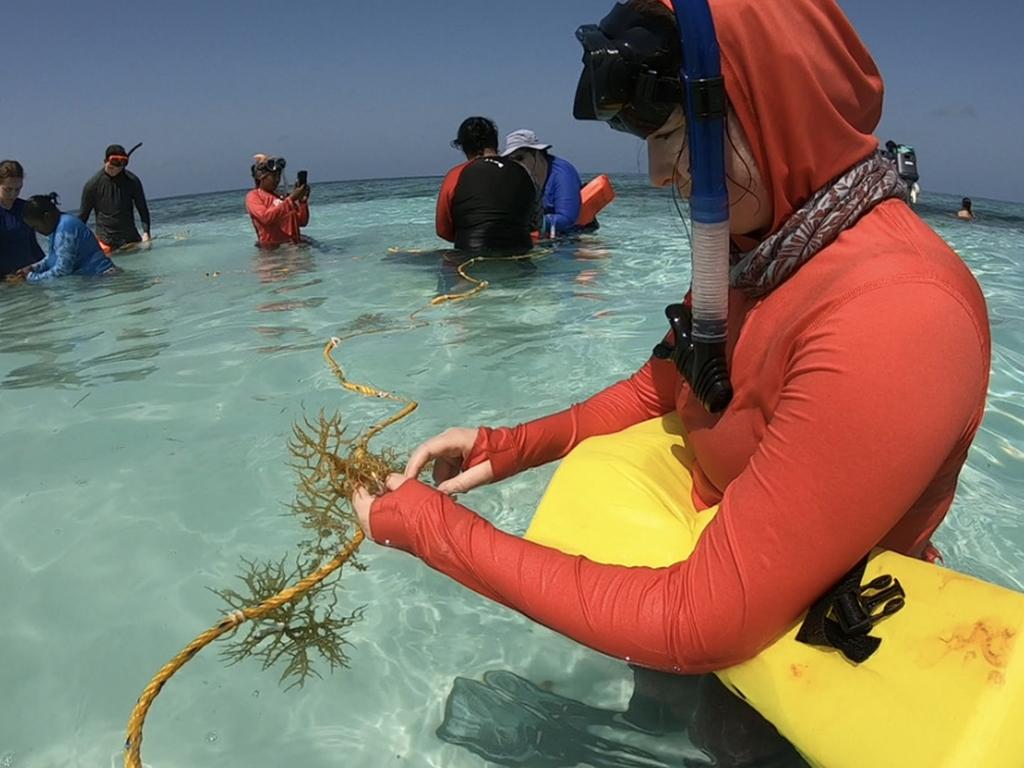 Irena Potochny ties seaweed into rope to start a new plot of seaweed growth