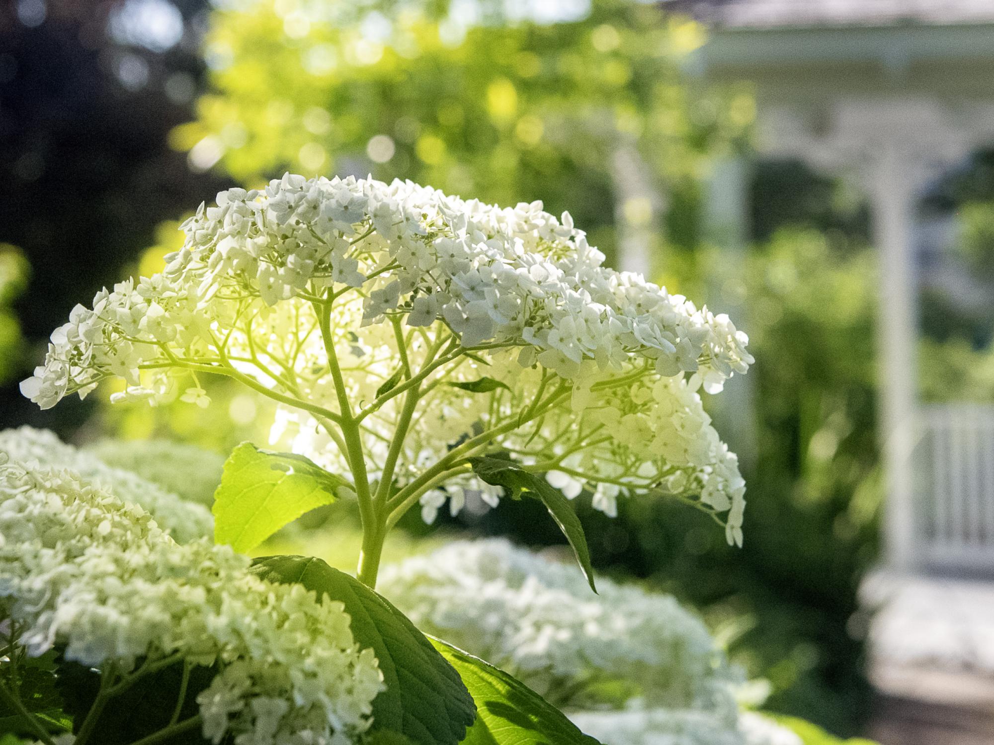 hydrangea bush at Hintz
