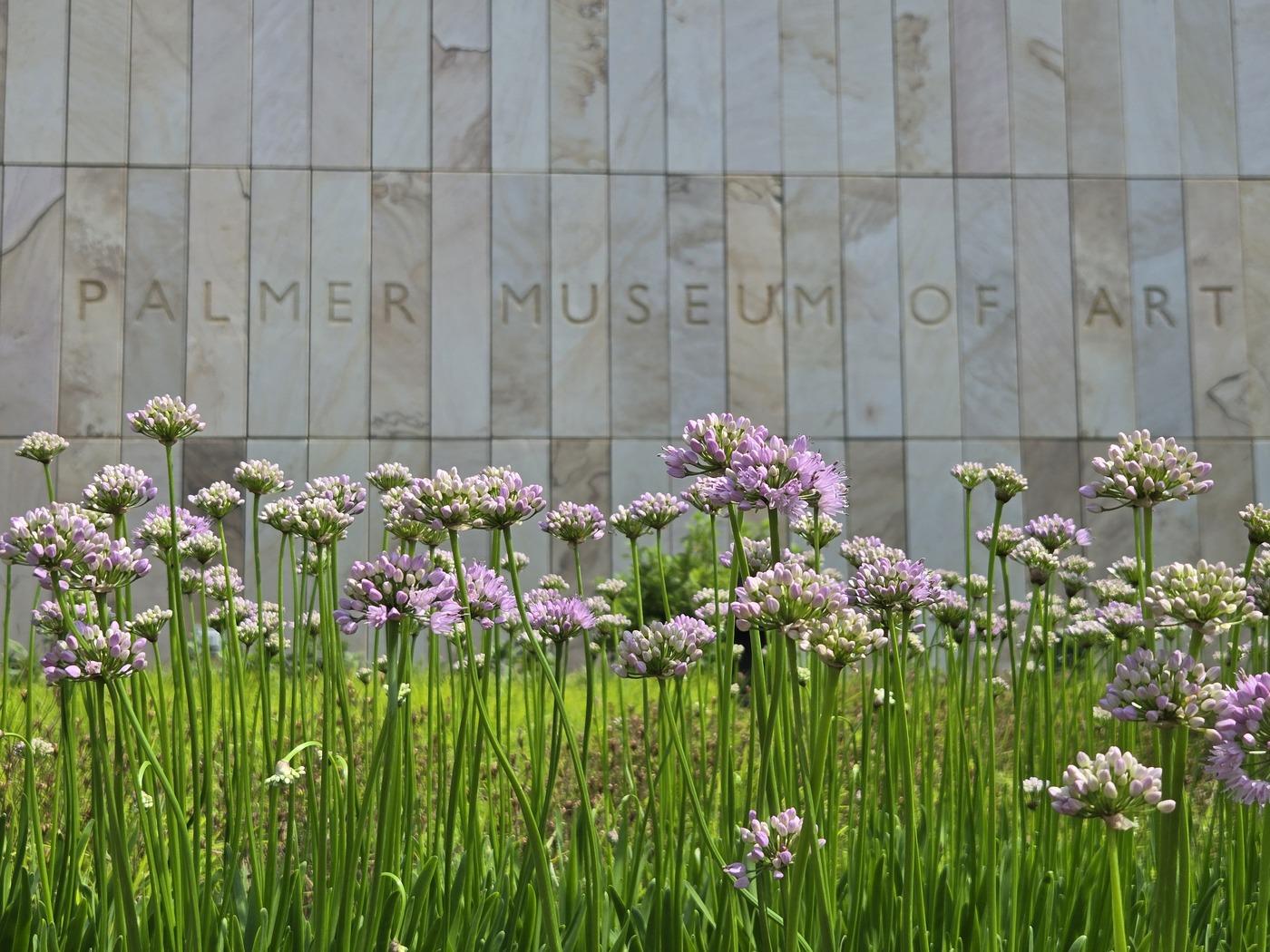 A close up of purple flowers in front of a sign that reads "Palmer Museum of Art"