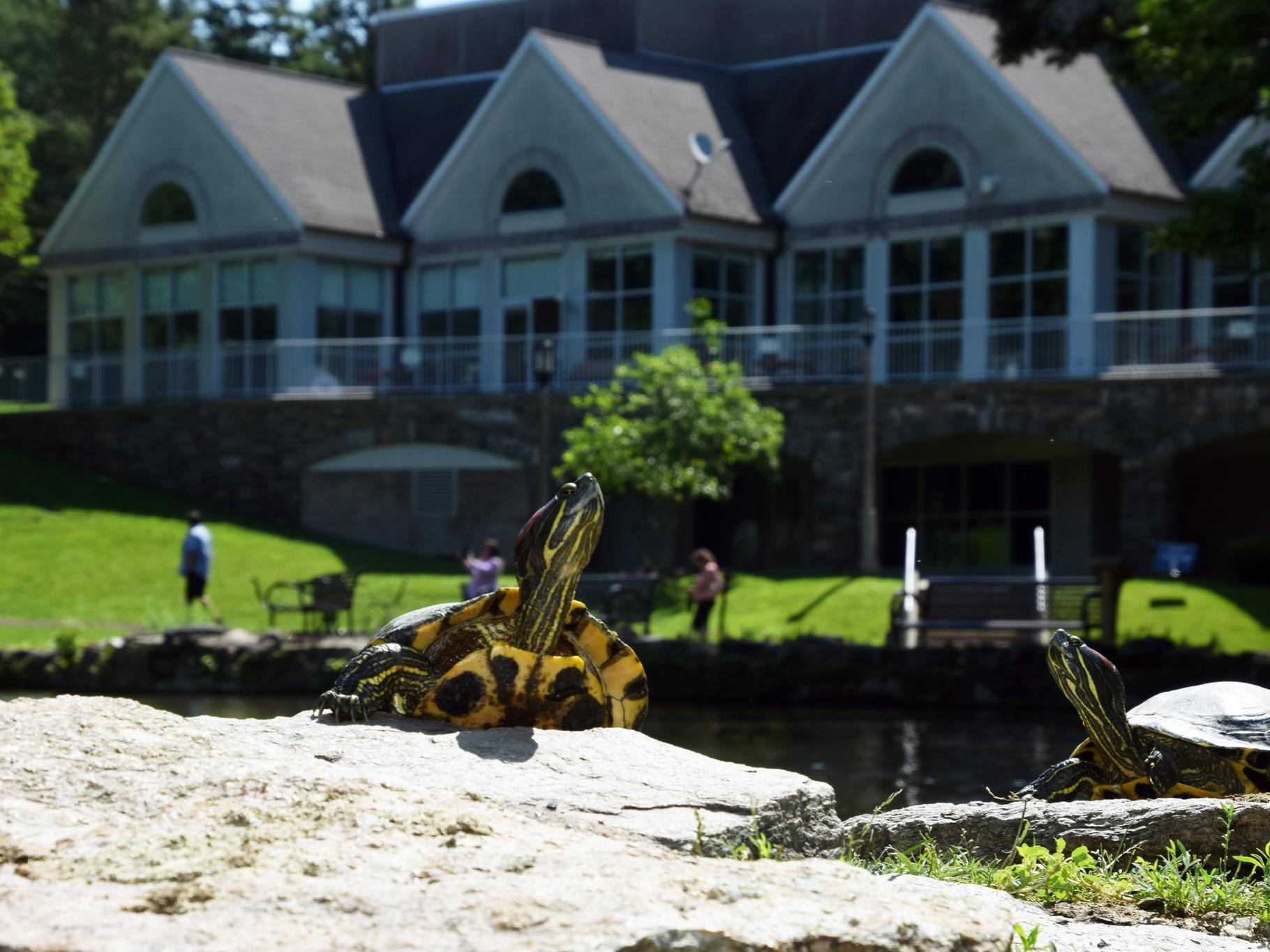 A turtle sits on a rock in front of a campus building