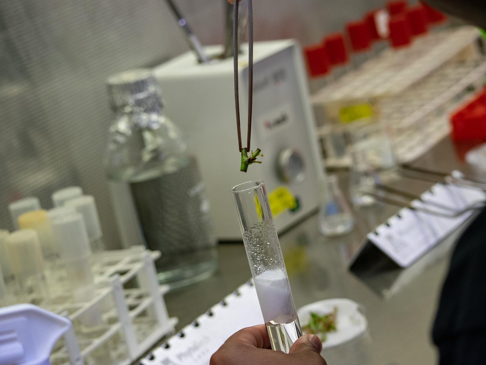 Closeup of a plant stem being placed into a test tube using tweezers