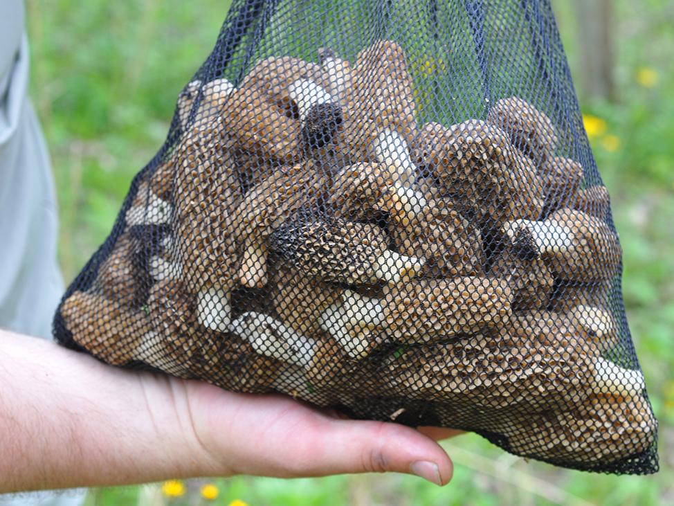 wild mushroom harvest