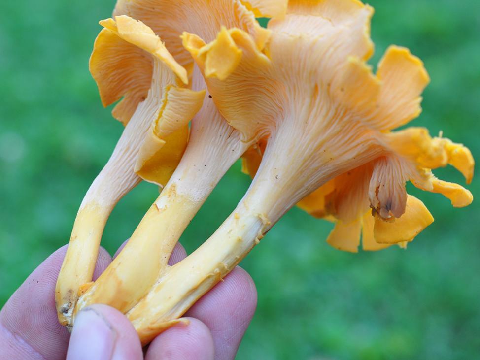 bright yellow 'shroom