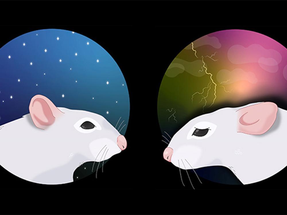 A graphic illustration of two mice. 