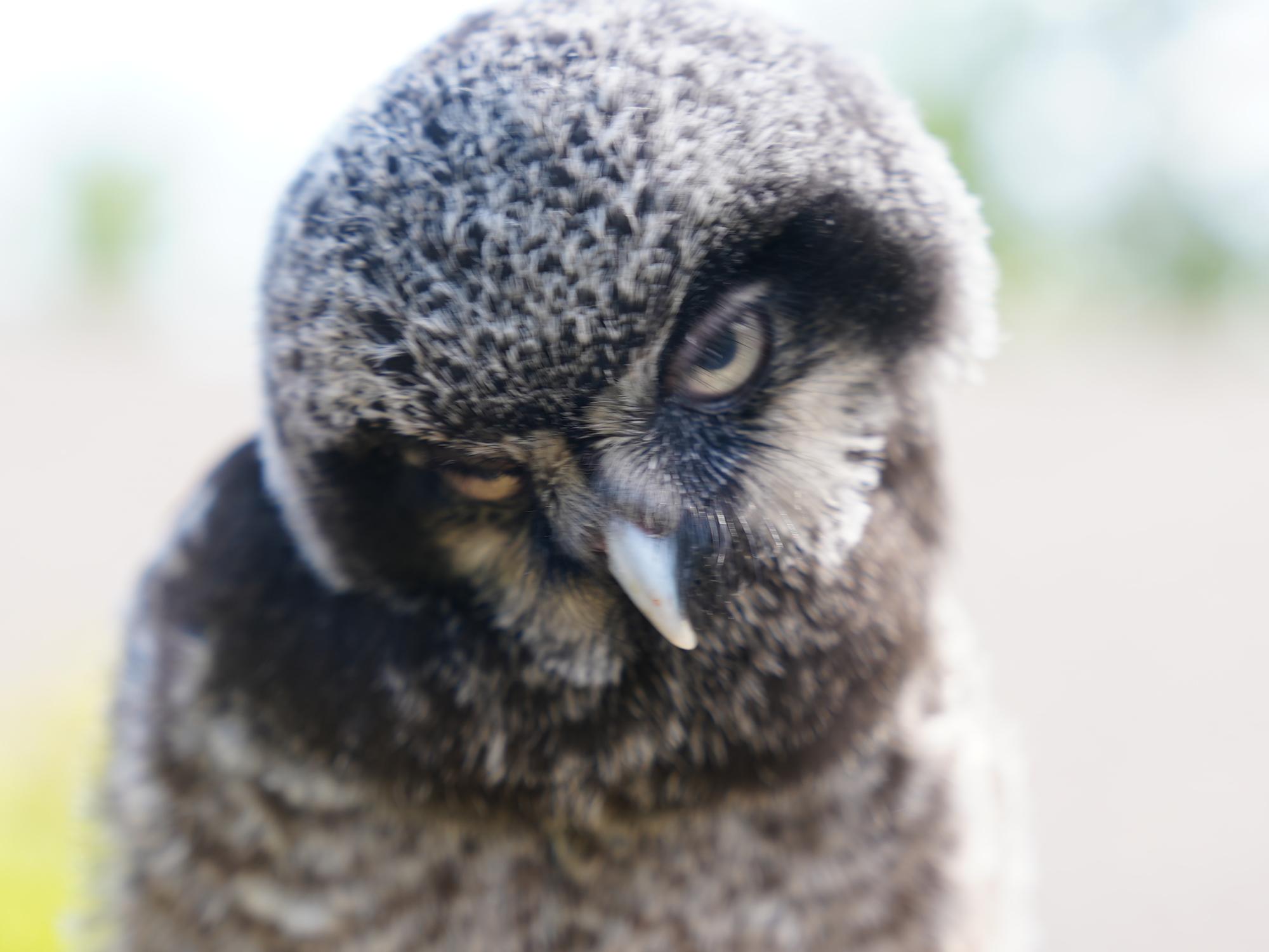 Hawk Owl