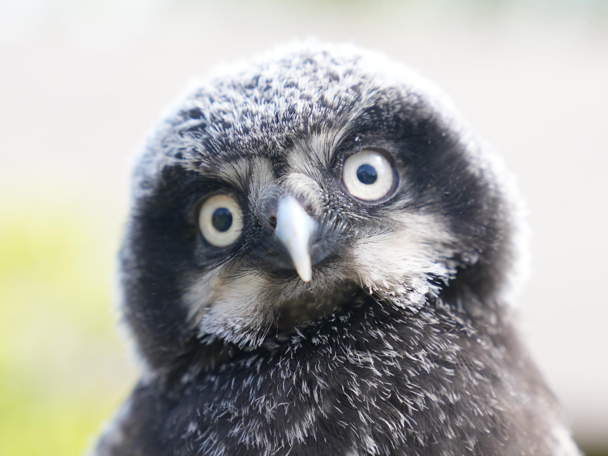 Meet Pip, Northern hawk owl chick and Shaver's Creek's newest