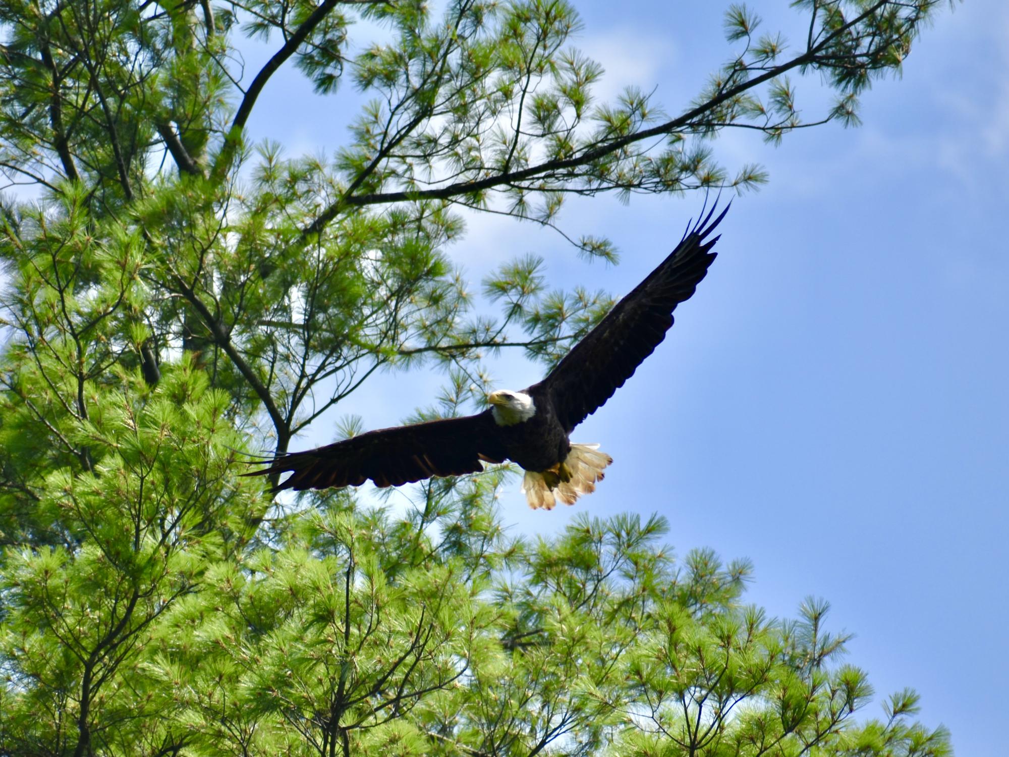 A bald eagle flies through the trees