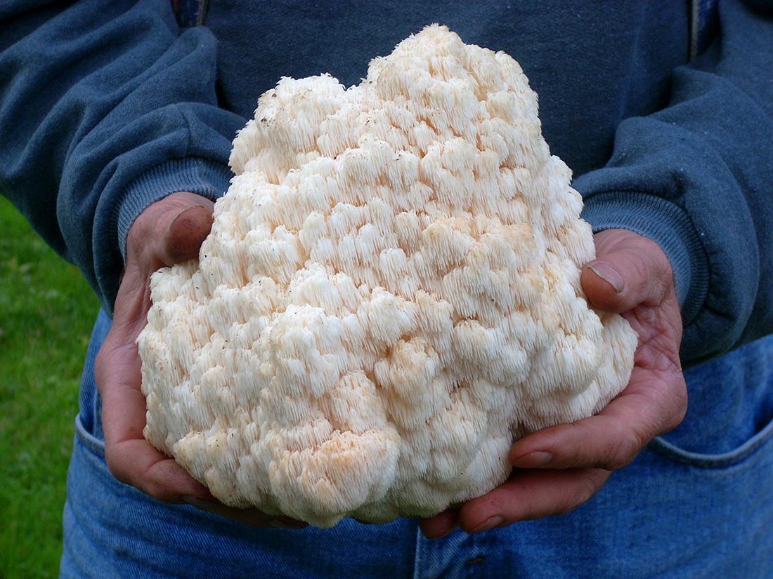 weird-looking mushroom