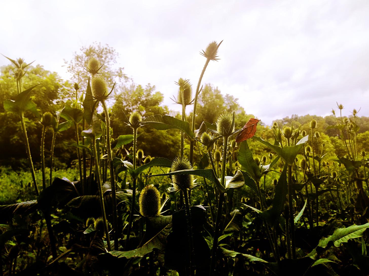 A close up of plants with a single brown leaf