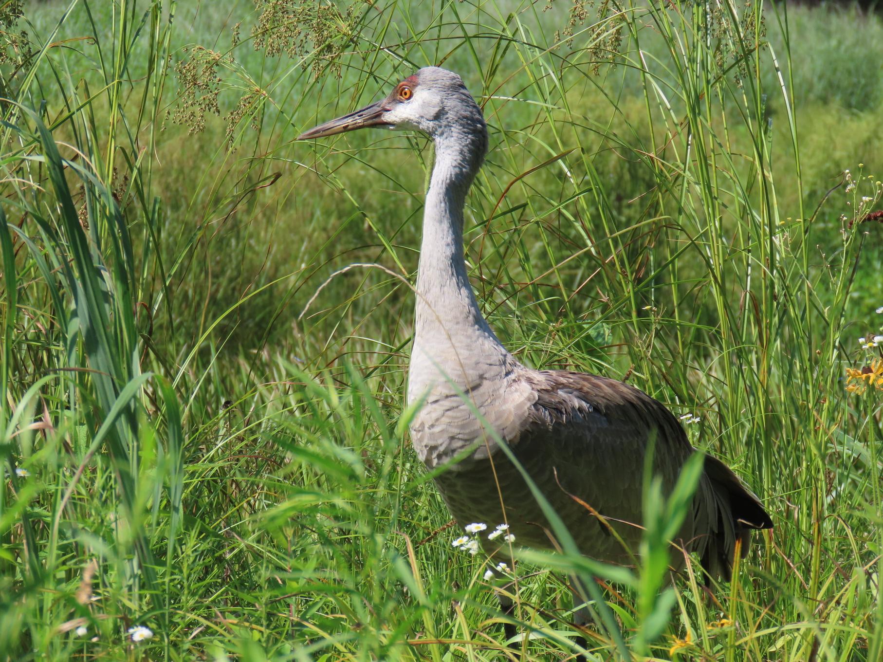 A crane walking through green grass