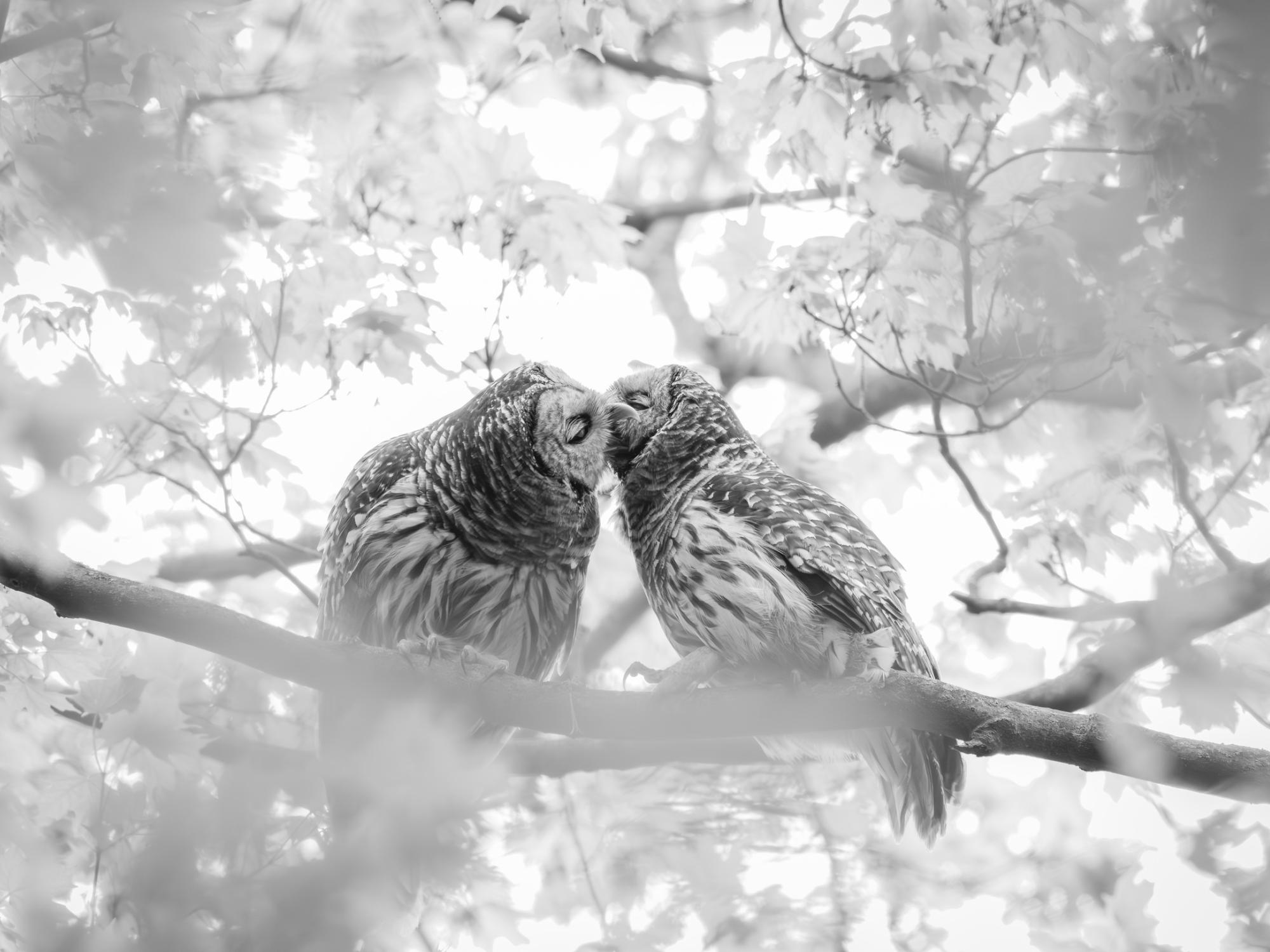A black and white picture of two owls in a tree