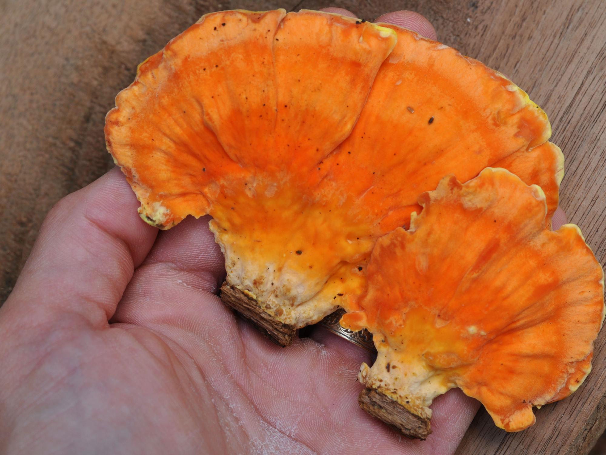 grows on trees