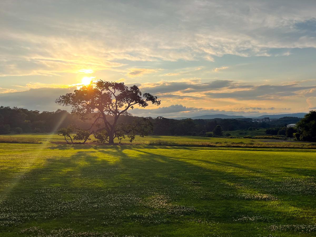 The sunset shines behind a lone tree
