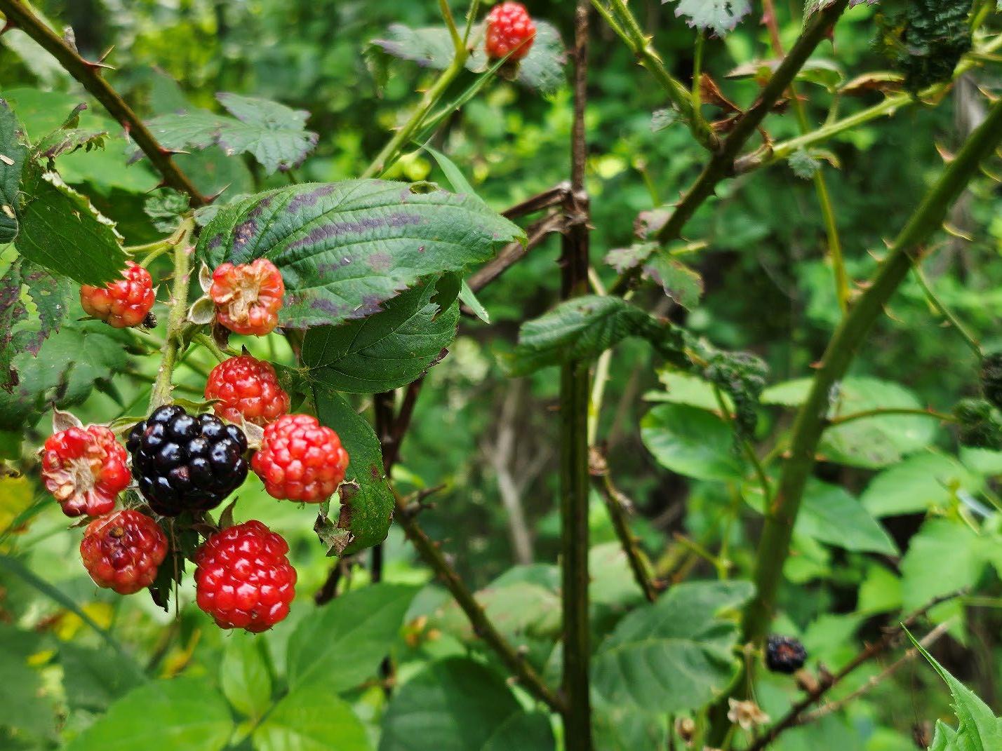 Blackberries ripen on a bush