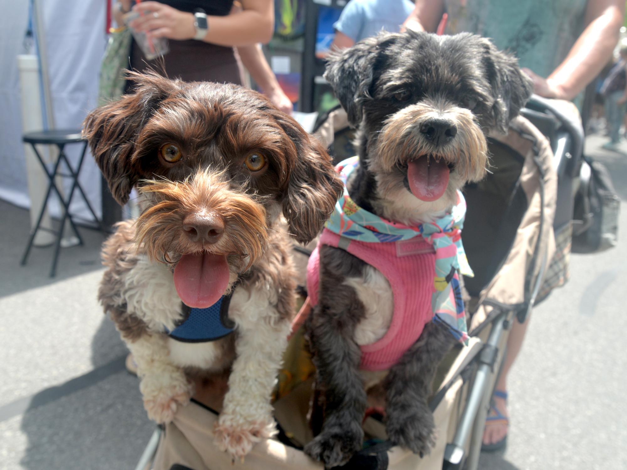 Two adorable pups mug for the camera while riding in their stroller.