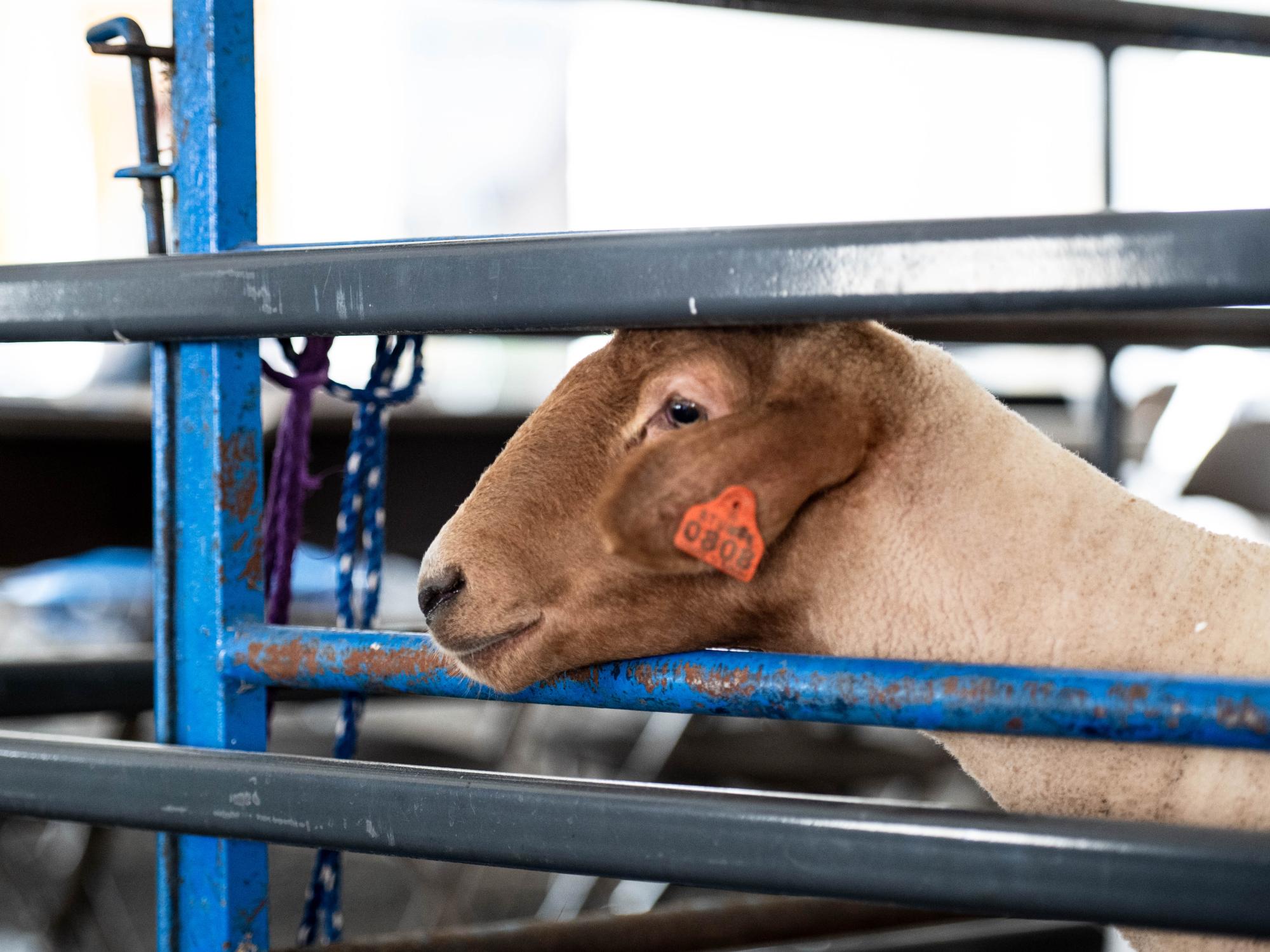 sheep at Ag Progress Days