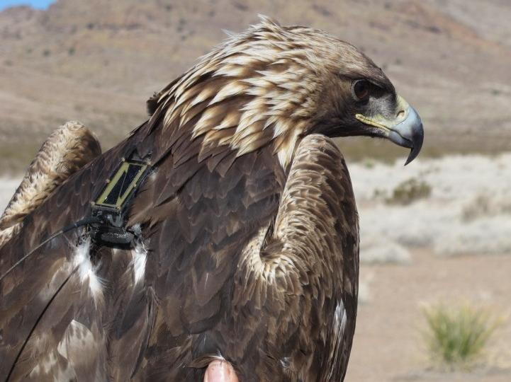 immature golden eagle