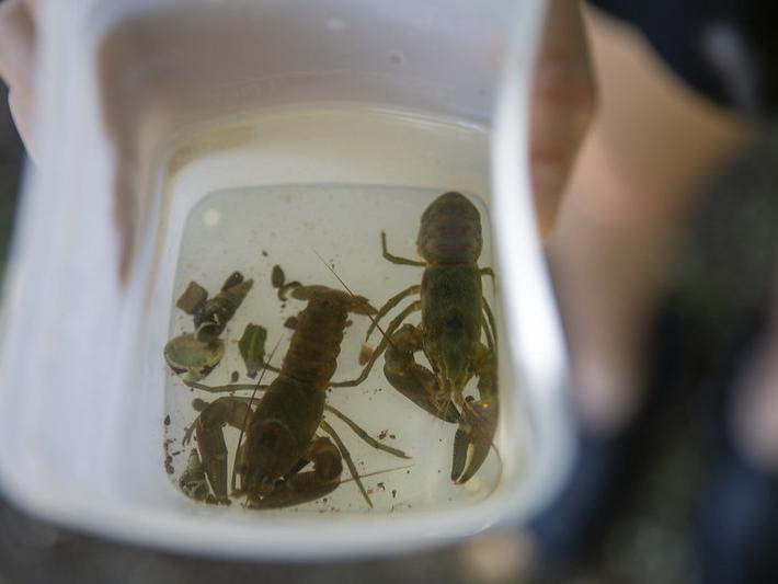 Students found crawfish during water testing.