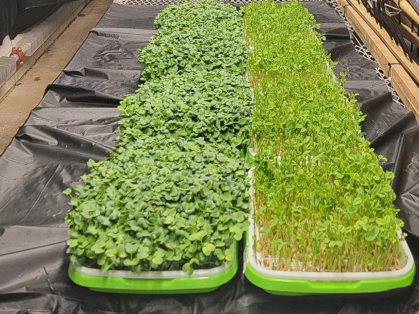 microgreens in growing chamber