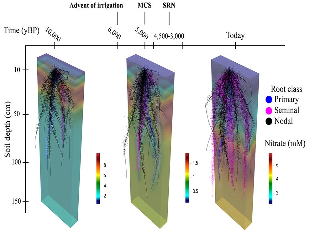 roots modeled