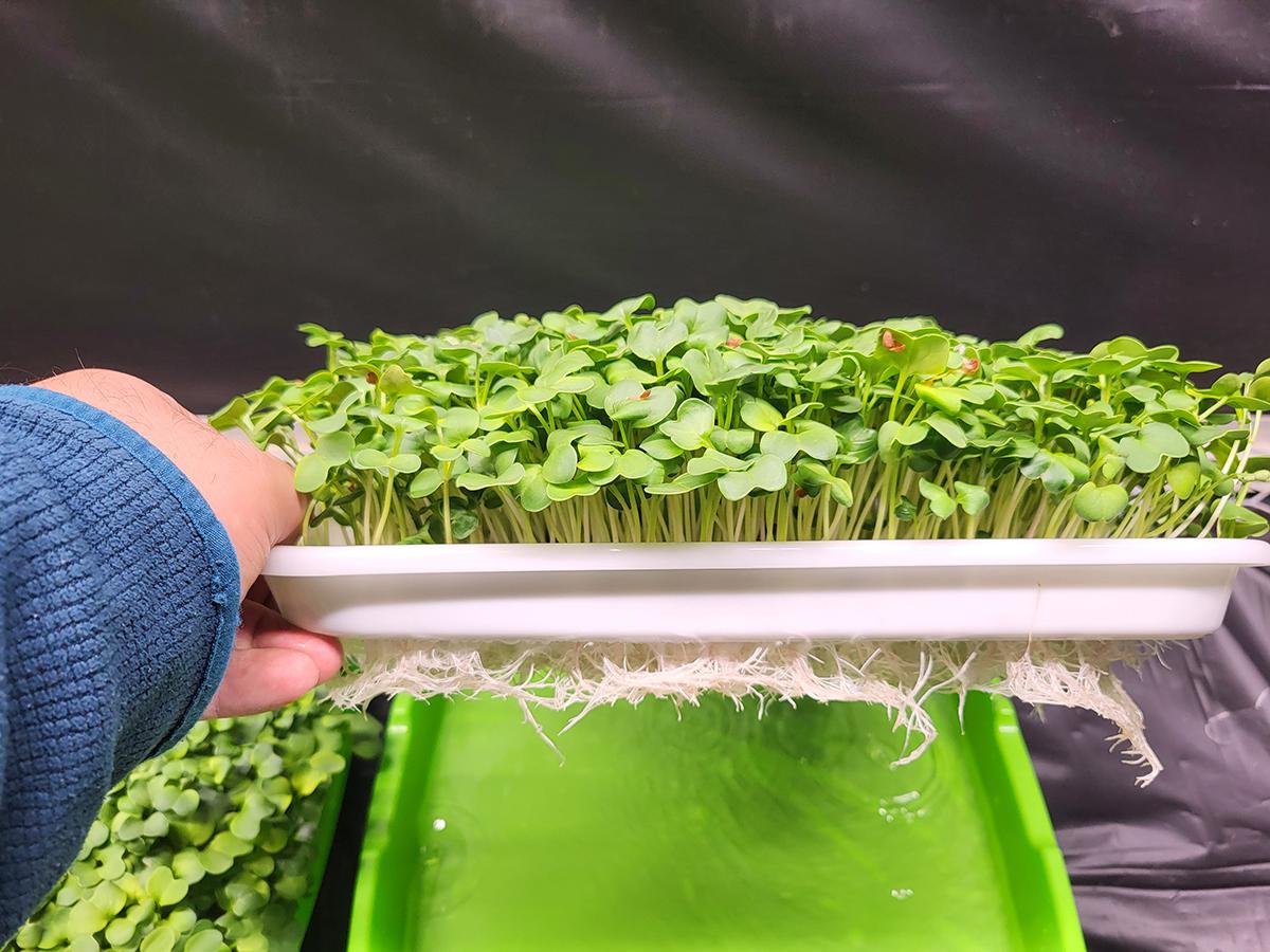 growing tray, roots