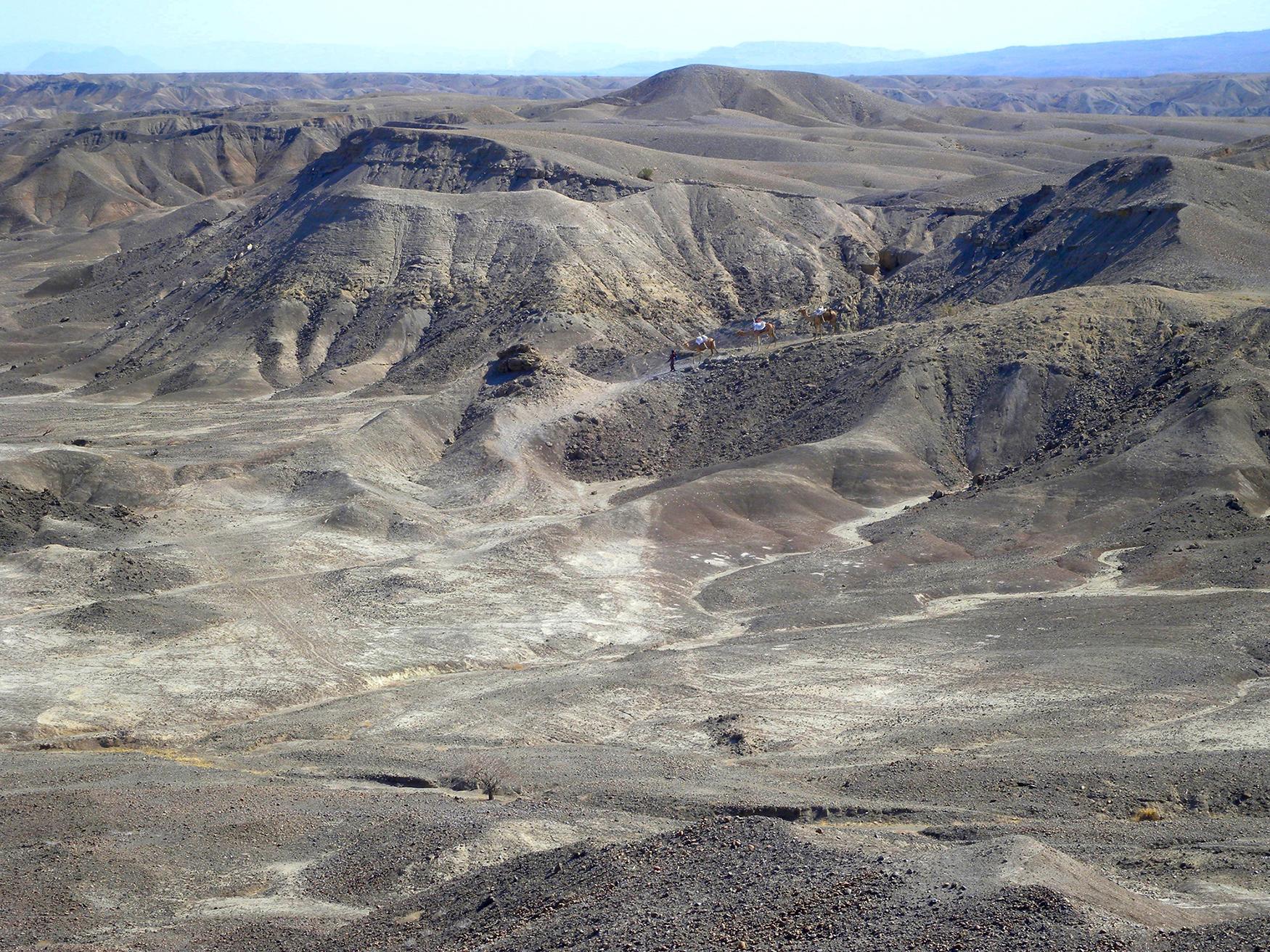 camels descend into the Lee Adoyta basin, where most of the hominin teeth were discovered. 