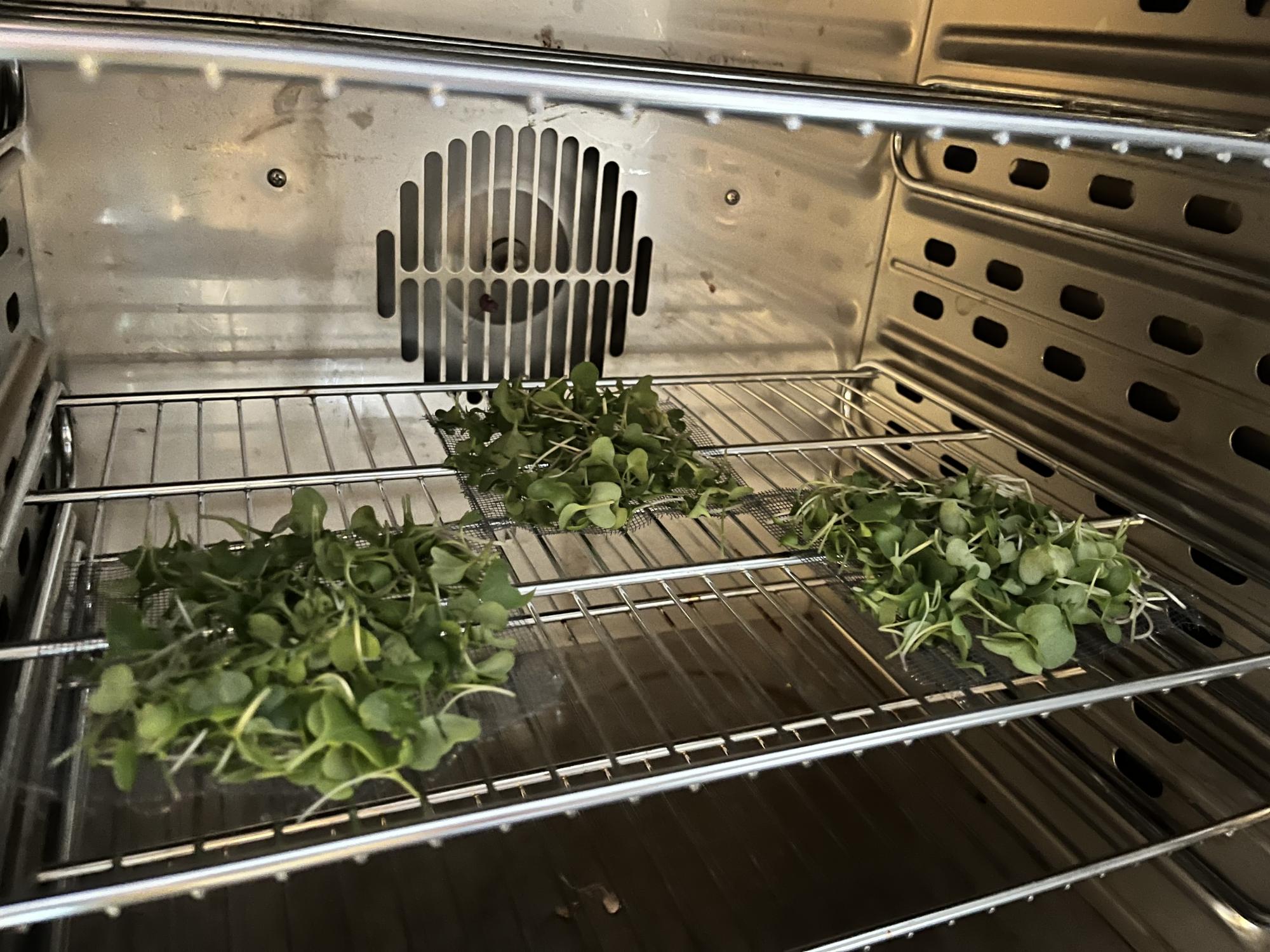 inside oven