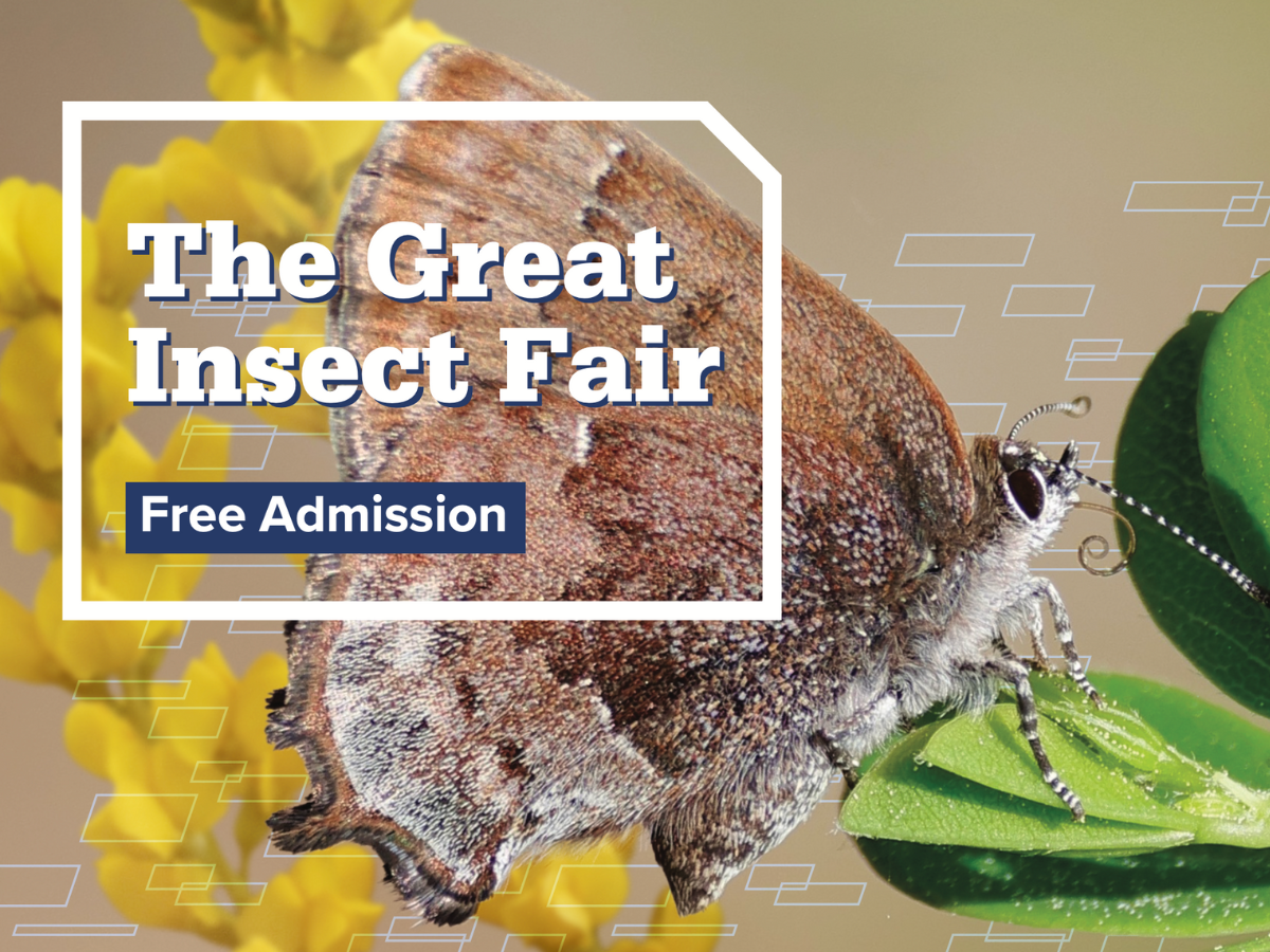 Insect Fair Riverside Library Penn State Hosts Great Insect Fair | Mirage News