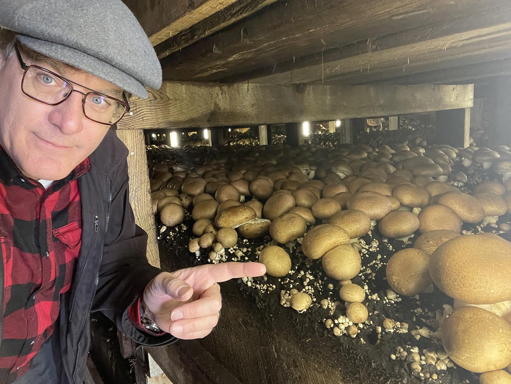 Man pictured pointing to mushrooms growing in substrate at mushroom farm
