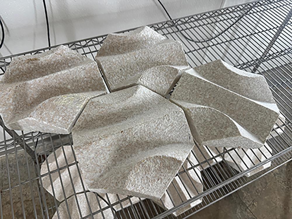Mycelium components on drying racks in a lab. 