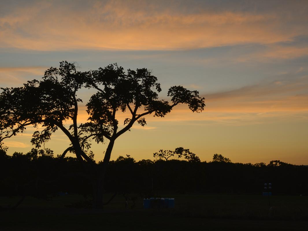 A lone tree at sunset