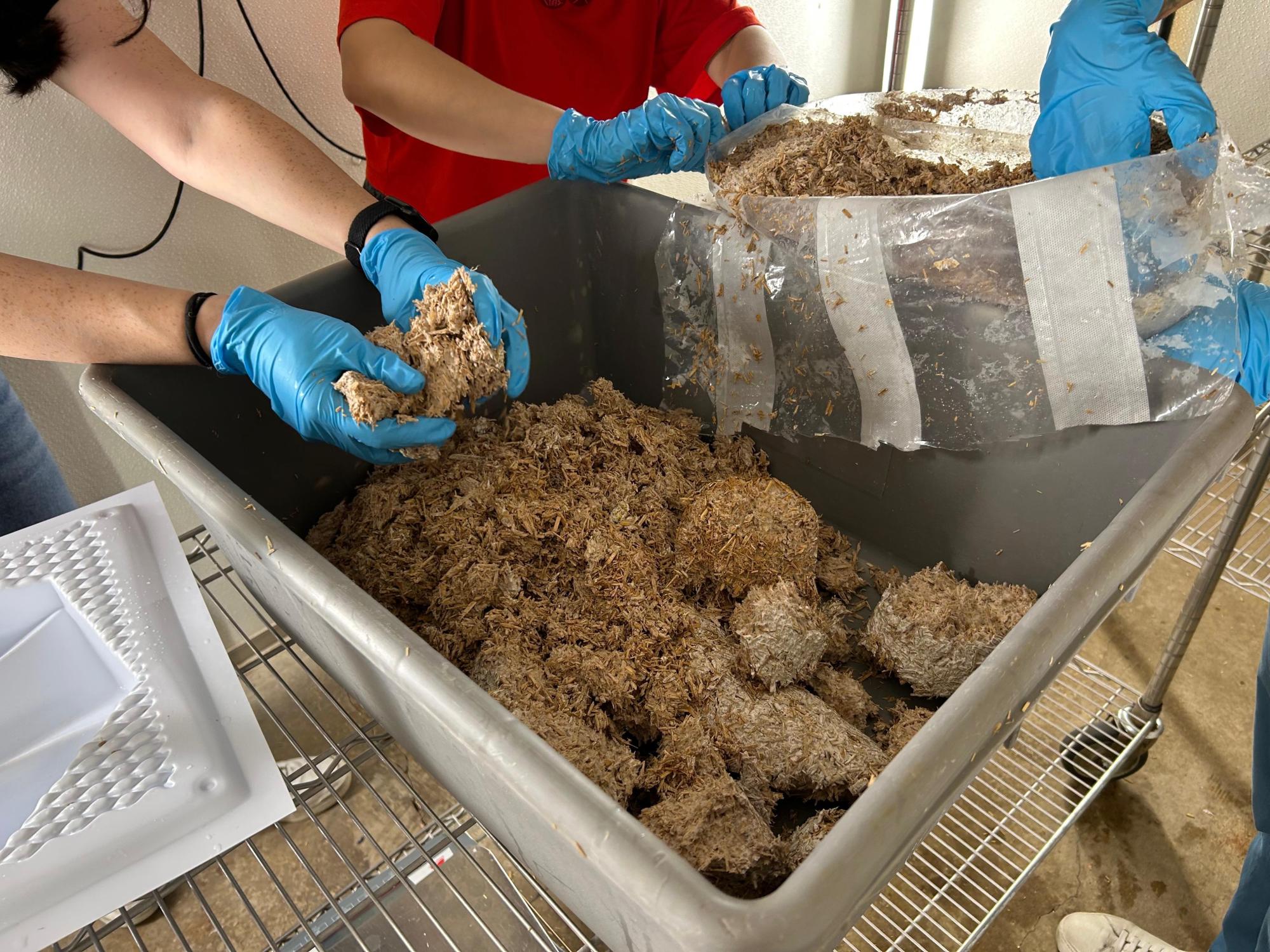 Two individuals mixing mycelium components by hand with gloves on in a lab setting. 