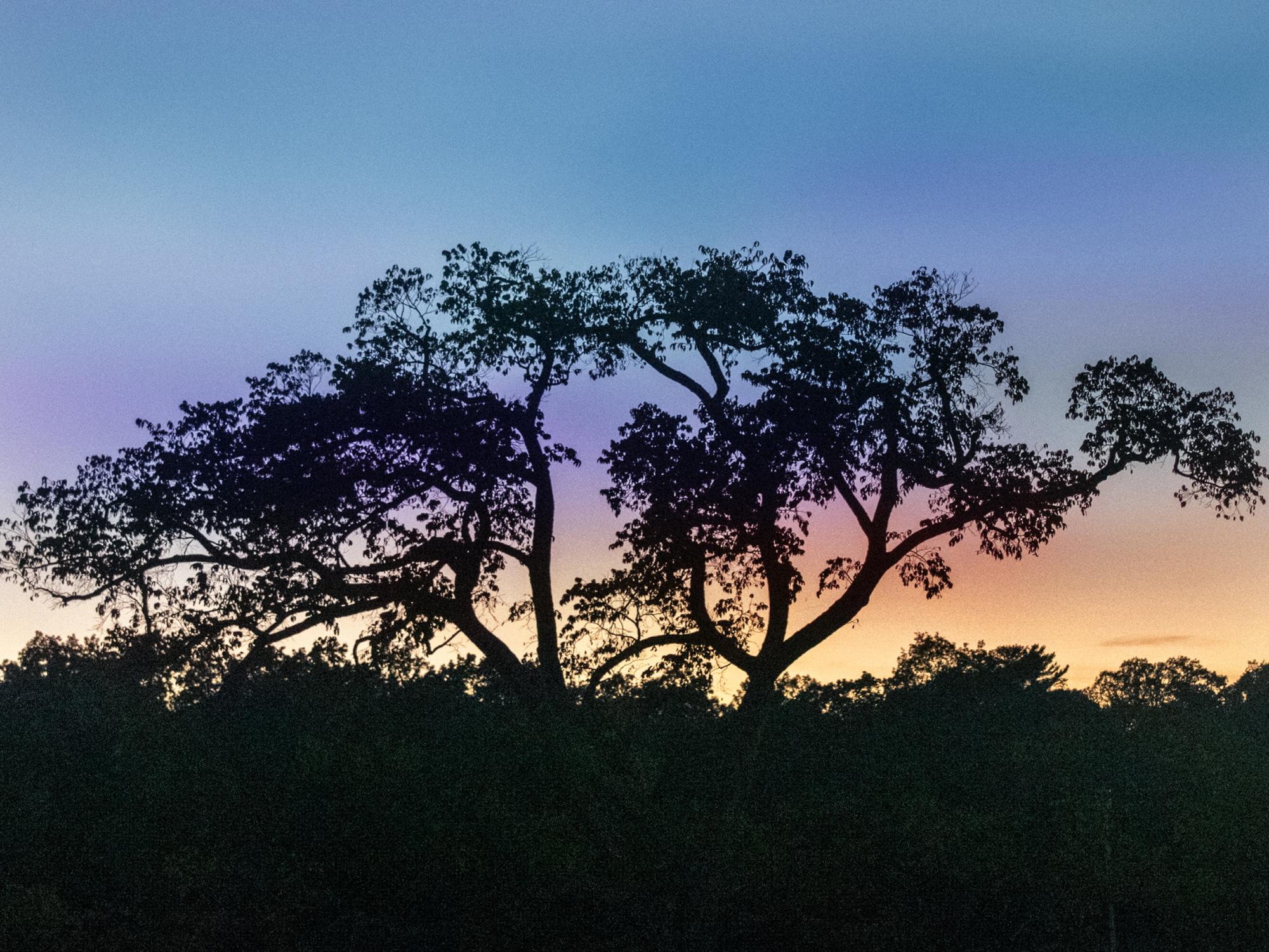  Pennsylvania-based artists: Submit proposals for new exhibition at the Arboretum 