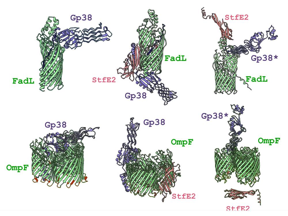 古代ウイルスが細菌防御に活用可能(Prehistoric viruses can be used to defend bacterial cells)