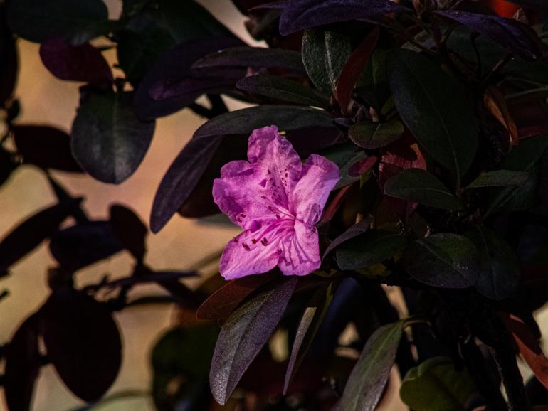 A bright pink flower on a bush with browning leaves