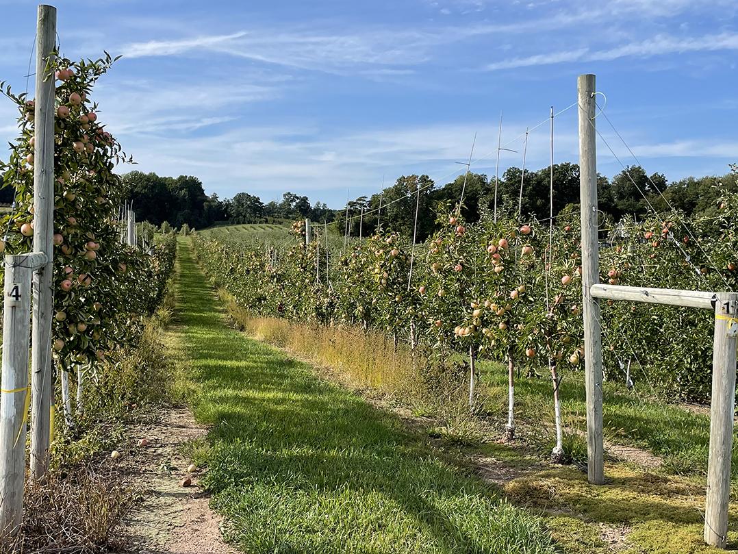 apple orchard