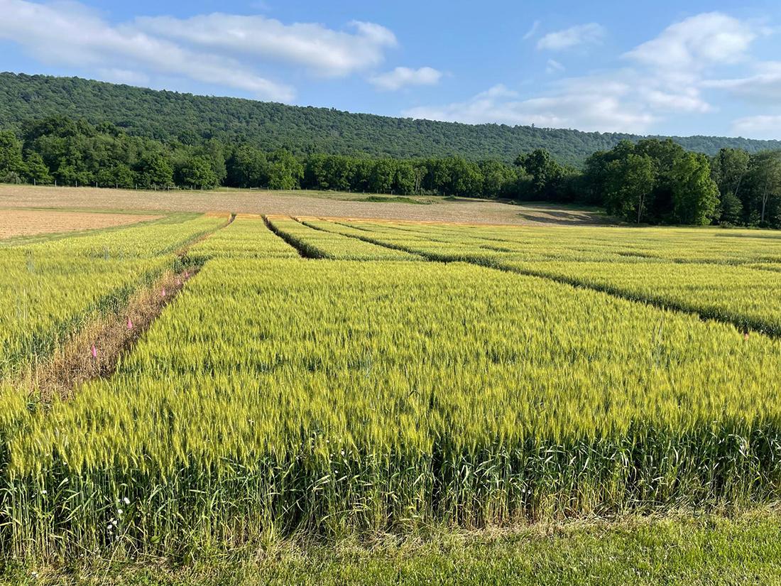 winter wheat trials