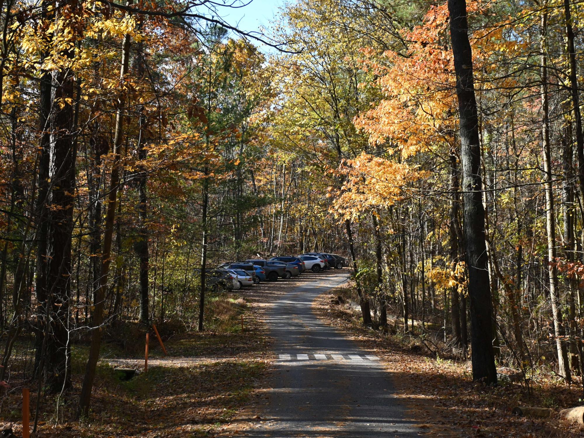 Wooded parking area