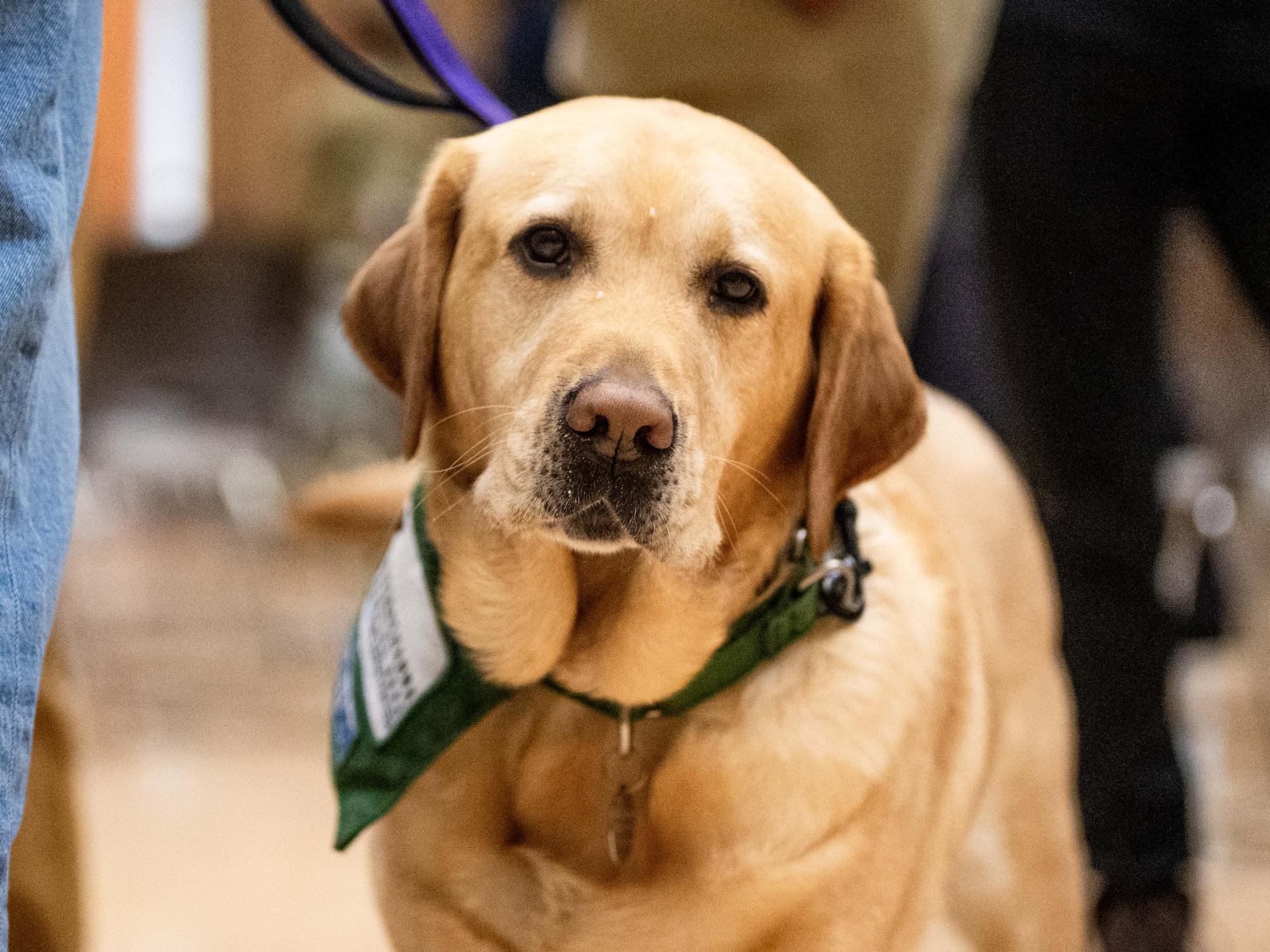 A dog looks at the camera
