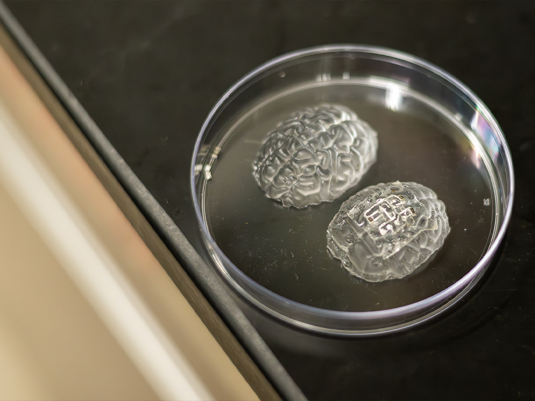 Two transparent, brain-shaped objects in a clear petri dish. One has a metal circuit embedded into the surface.