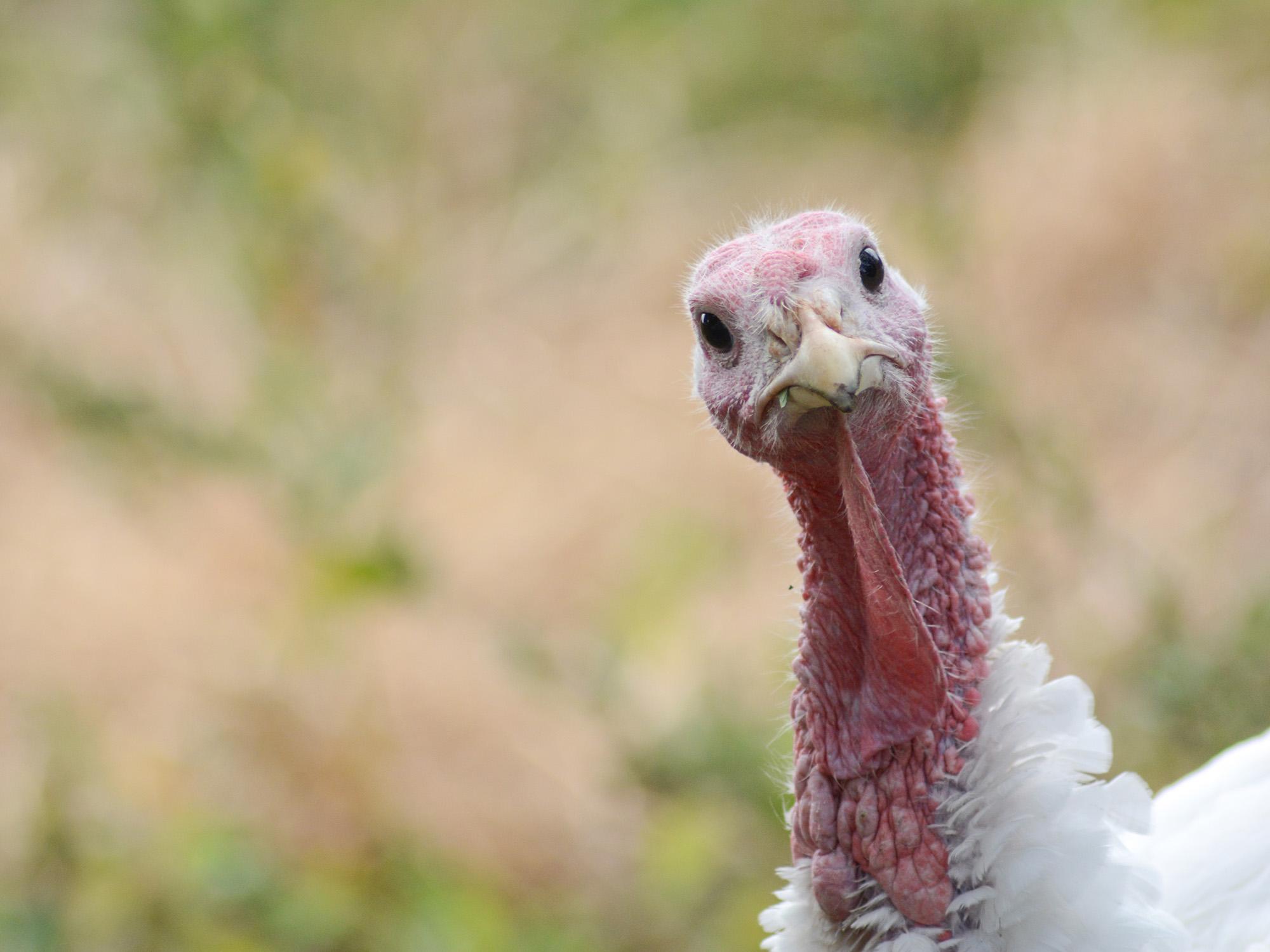 It’s a bird, it’s a drone, it’s both: AI tech monitors turkey behavior