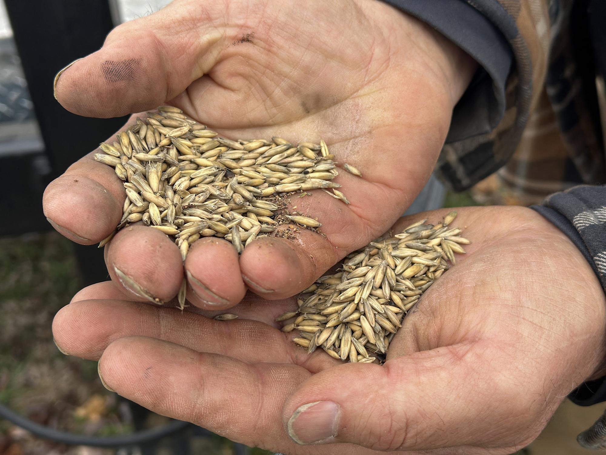 Hands hold seeds
