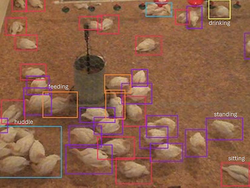 AI技術で野生の七面鳥行動を監視（It’s a bird, it’s a drone, it’s both: AI tech monitors turkey behavior）