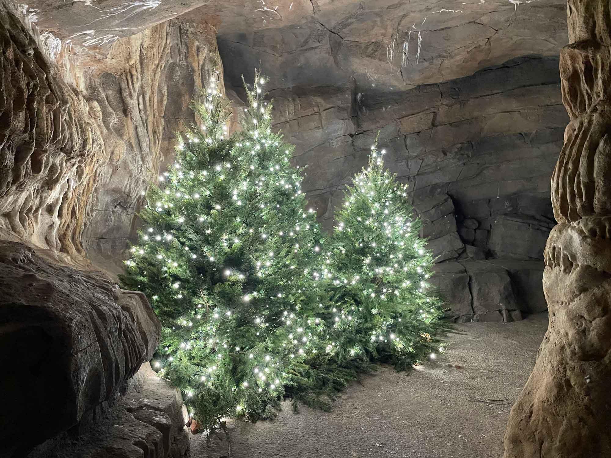 Trees assembled with lights and decorations in the corner of a caved area