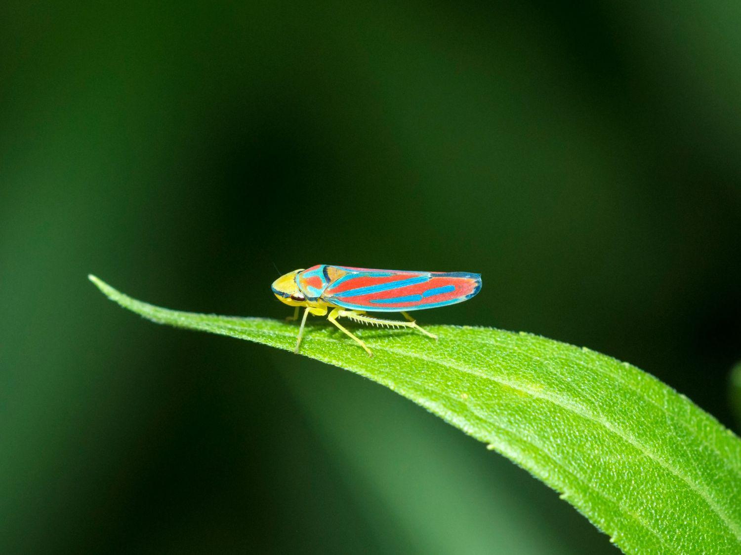 Backyard Bug Sparks Mass Invisibility Particle Creation | Mirage News