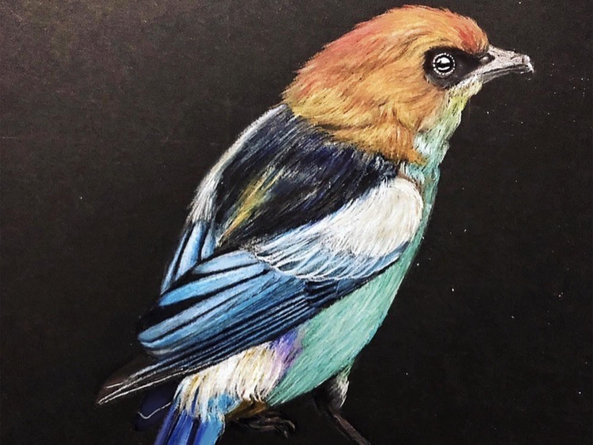 black-backed tanager