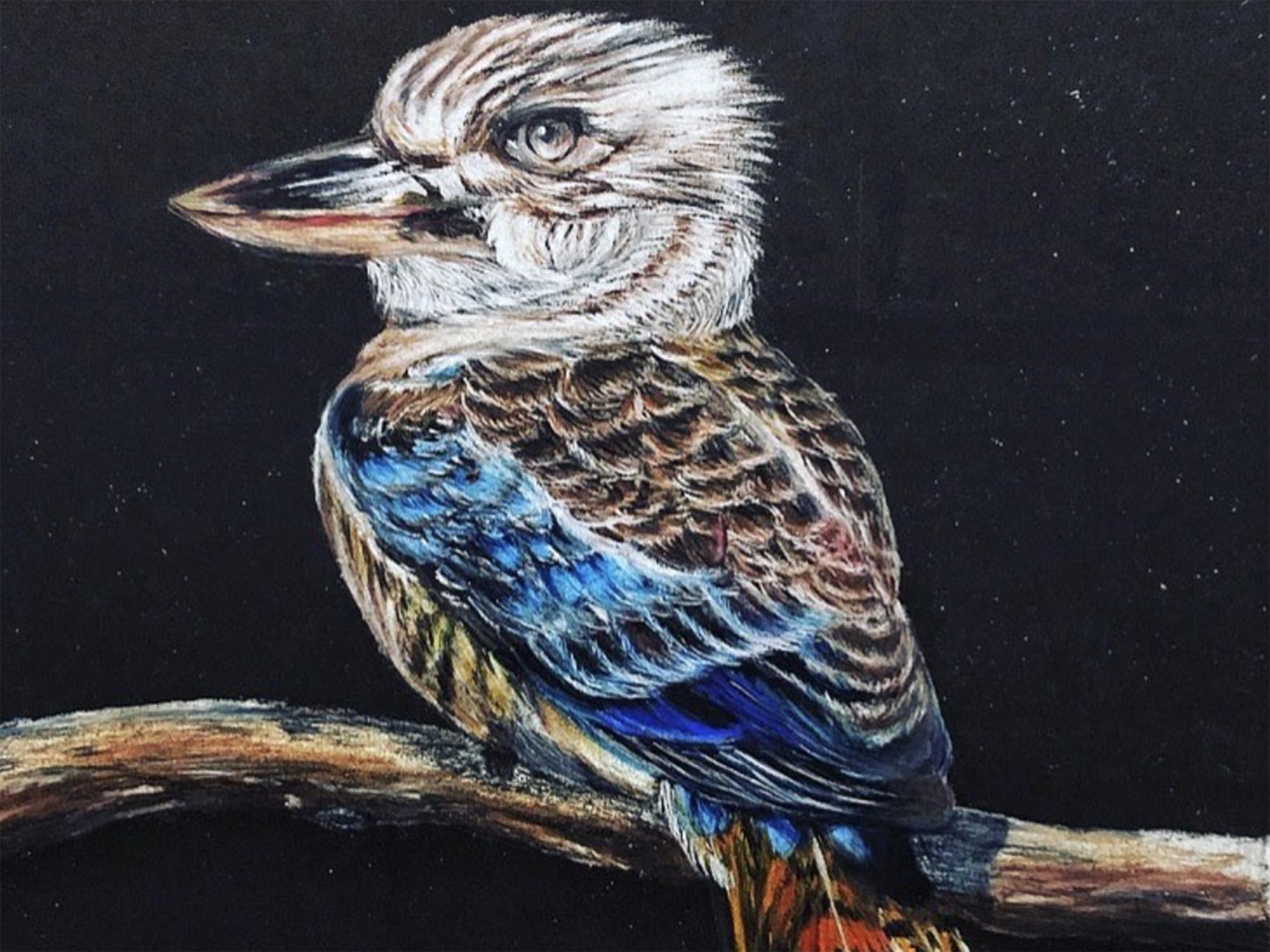 drawing of a blue-winged Kookaburra